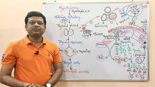 Endocrine Gland Part 12  Thyroid Gland  Introduction and Synthesis of T3 and T4 Hormone Types [upl. by Halet444]