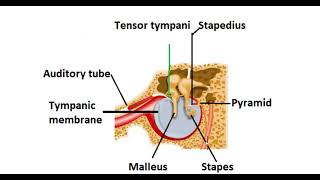 Difference between tensor tympani and stapedius [upl. by Flaherty]