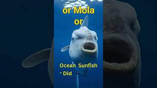 Ocean Sunfish quotmost useless fishquot The bravest fish and the most quotbeautifulquot fish in the world [upl. by Samala]