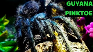 Guyana Pinktoe Tarantula Avicularia avicularia Care amp Husbandry [upl. by Aicilra869]