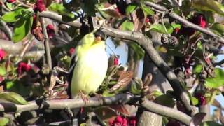 Goldfinch singing [upl. by Erej]