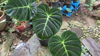 Philodendron Luxurians [upl. by Stanton]