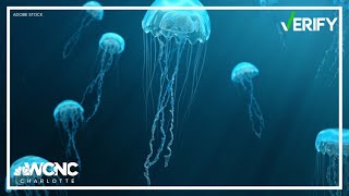 Does peeing on a jellyfish sting really work  VERIFY [upl. by Loggins]