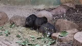 A group of Desmarests hutia [upl. by Macey]