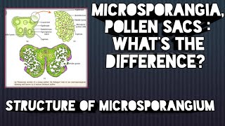 Structure of microsporangia know the difference between microsporangia and pollen sacs [upl. by Ellesor]