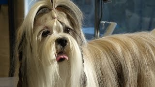 Toilettage  Lhassa Apso [upl. by Rori720]