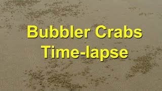 Timelapse video of Bubbler crabs at work [upl. by Tita]