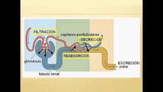 Filtracion glomerular Medicina UVM Queretaro [upl. by Adiaros]