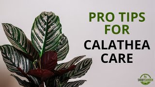 Calathea Care And 9 Stunning Varieties  How Not To Kill Your Houseplants [upl. by Nerland]