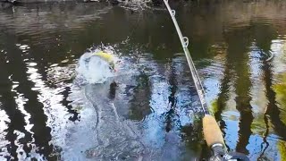 Exciting lure fishing for Murray cod and yellowbelly EVERY SINGLE CAST [upl. by Jeu]