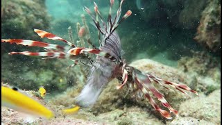 Lionfish Feeding [upl. by Kampmeier968]