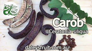 Carob  Ceratonia siliqua  Selffertile variety Clifford [upl. by Remle]