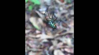 Orchard Orbweaver Leucauge venusta Predating 11162017 [upl. by Chelton]