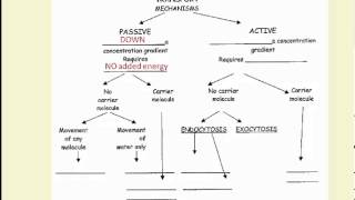 2 Transport  Overview of Mechanisms [upl. by Cirek799]