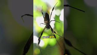 Banana spider secrets spiders animalfacts animals [upl. by Lucretia384]