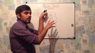 GLIAL CELL ASTROCYTES  neuroanatomy part2 [upl. by Hagerman]