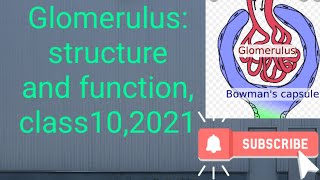 Glomerulusstructure and function class102021 [upl. by Doak]