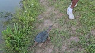 Snapping Turtle Chelydra Serpentina chasing [upl. by Joshua]