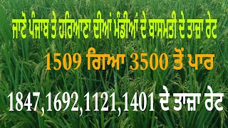 Peddy price in Punjab and hariyana todaytoday price 1121171818471885viralvideo peddy price [upl. by Ateinotna768]