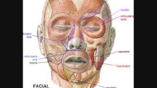 Cranial Nerve Mnemonic Gus Halwani [upl. by Fae]