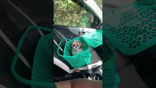 Ride with zooki shiztzu pets shitzhupuppies shitzhupuppies shitzulover funny puppy [upl. by Nilyam13]