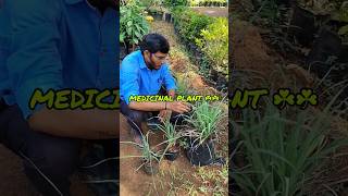 lemongrass నిమ్మగడ్డి Medicinal plant agriculture dragon fruit plant for sale [upl. by Elstan892]