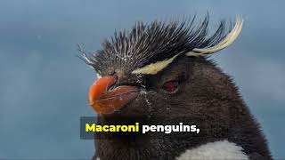 Fascinating Facts About Macaroni Penguins [upl. by Annwahsal]