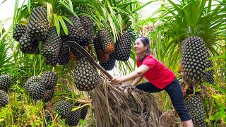 Surviving A Week in the Forest  Harvesting Thousand Years BLACK PINEAPPLE Go to Market Sell [upl. by Oremoh]