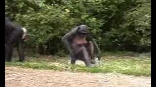 bonobos in Planckendael Zoo [upl. by Nona]