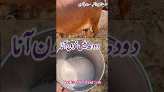 Dood me khoon aana  Mestitis treatment VetAsadullah [upl. by Marolda561]