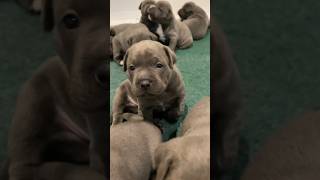 Life in a litter of 9 blue Staffy puppies staffypuppy puppy staffy staffordshirebullterrier [upl. by Nnomae]