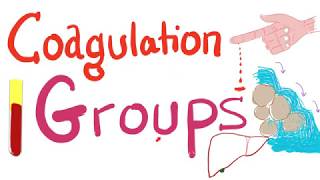 The 3 Coagulation Groups  Fibrinogen Prothrombin and Contact Groups [upl. by Kcin392]