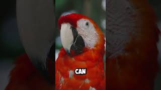 Parrot’s Dancing Skills 🦜💃 [upl. by Ardnuassak124]