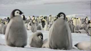 Emperor penguins at Snow Hill Island [upl. by Madanhoj]