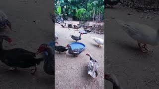 Muscovy duck duck duckbill lovelyduck swan meeting swans animals animalworld chicken [upl. by Madanhoj]