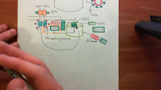 Receptor Tyrosine Kinases Part 15 [upl. by Minnnie]