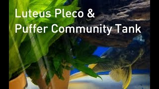 New Plecos in the Fishroom Luteus Pleco and a Puffer Community Tank [upl. by Millburn]