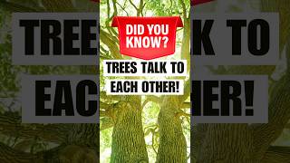 How Trees Talk To Each Other Learn Their Secrets shorts suzannesimard tree funfacts [upl. by Aima]