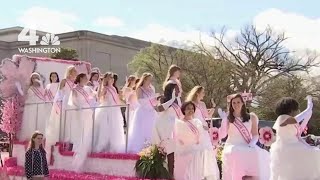 Tokyo Cherry Blossoms 2024 Begins 4K HDR Spatial Audio [upl. by Daggett]