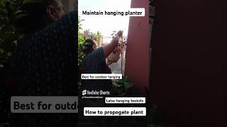 Best way to cut or hang basketsyoutubeshorts gardenhangingplants plants shorts [upl. by Yerocal]