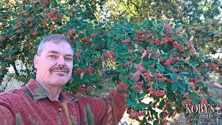 Cotoneaster lacteus two seasons of red berries gracefuly arching form [upl. by Means226]