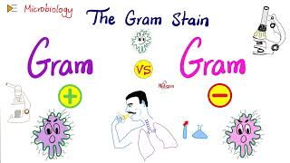 The Gram Stain GramPositive vs GramNegative and Bacterial Structure  Microbiology 🧫 [upl. by Aserat]