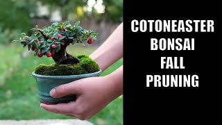 Pruning my Mame Cotoneaster Bonsai [upl. by Alexi]