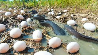 wow best hand fishing catch a lot of fish and pick eggs duck in the field catch by hand [upl. by Baumbaugh460]