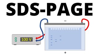 SDSPAGE explained  Protein Separation Technique [upl. by Hearn]