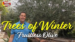 Trees of Winter Fruitless Olive [upl. by Pavel110]