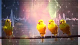 Female Canary calling for training male to sing [upl. by Kitti]