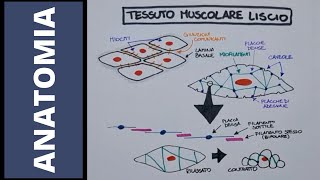 Tessuto muscolare cardiaco e liscio [upl. by Zumwalt25]