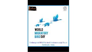 World Migratory Bird Day celebrated on May 11 in the spring and October 12 in the fall [upl. by Airotnahs]