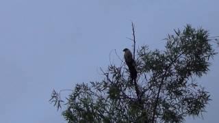 Burchells Coucal quotRain Birdquot calling  very unusual [upl. by Aicela]